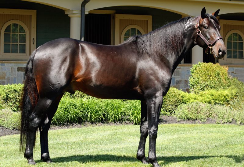 Lazarus progeny continue to impress at the Meadowlands