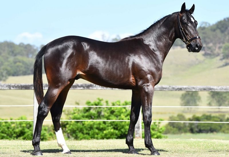 2023 APG Gold Coast Yearling Sale