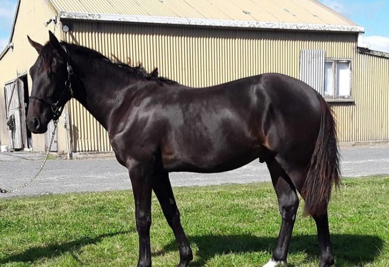 2022 Tasmanian Yearling Sale