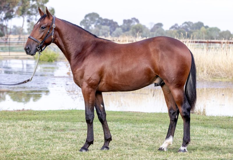 2021 Alabar Yearling Draft Nutrien Sale