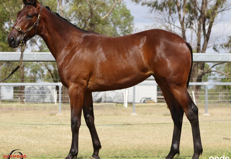 Captain Crunch Filly sells for $54,000 at the APG Ipswich Yearling Sale
