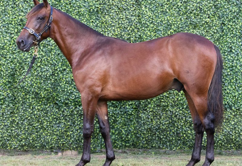 2022 NZB Auckland Yearling Sale