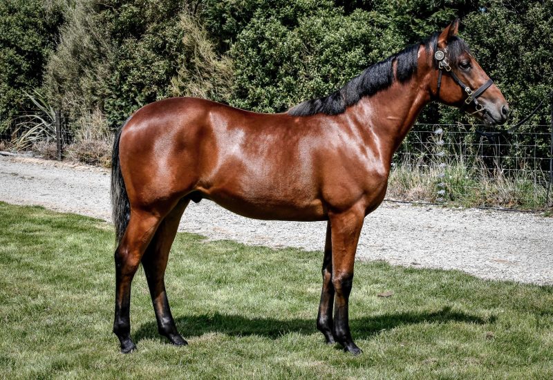 2021 NZB Christchurch Yearling Sale