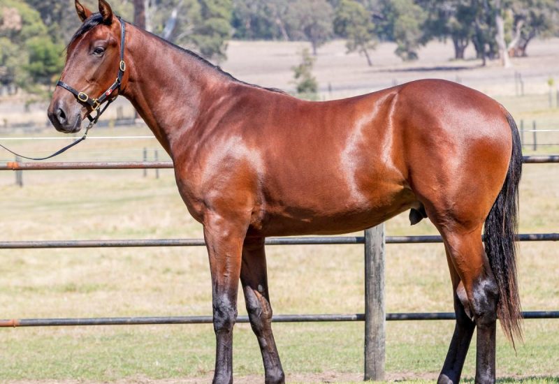 2021 Nutrien Equine Standardbred Yearling Sale