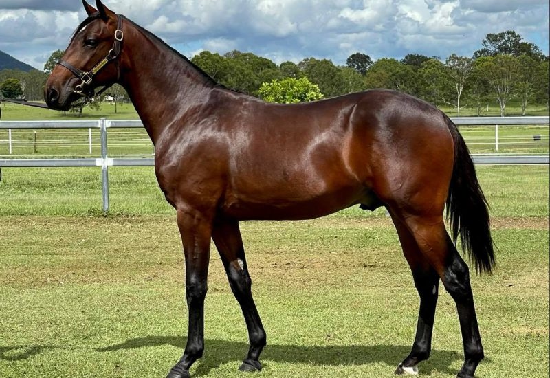 Lot 2 Art Major - Oh So Hippie Colt  Consigned By Wayne Comerford  Pedigree: https://bit.ly/3c5AOVw