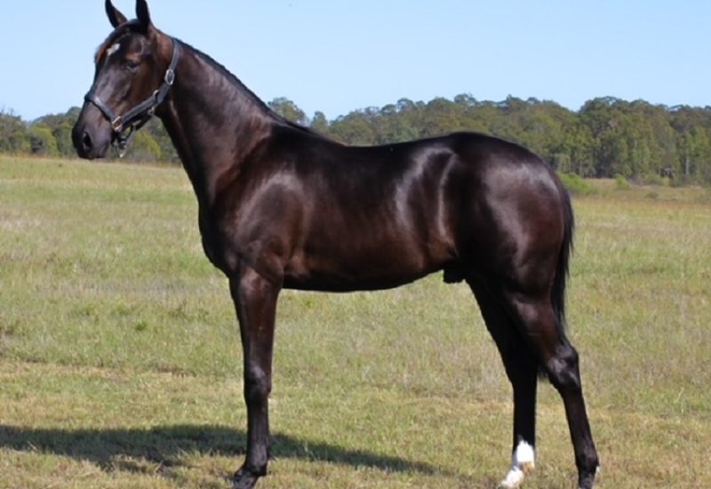 Amazing results for Alabar stallions at the APG Gold Coast sale
