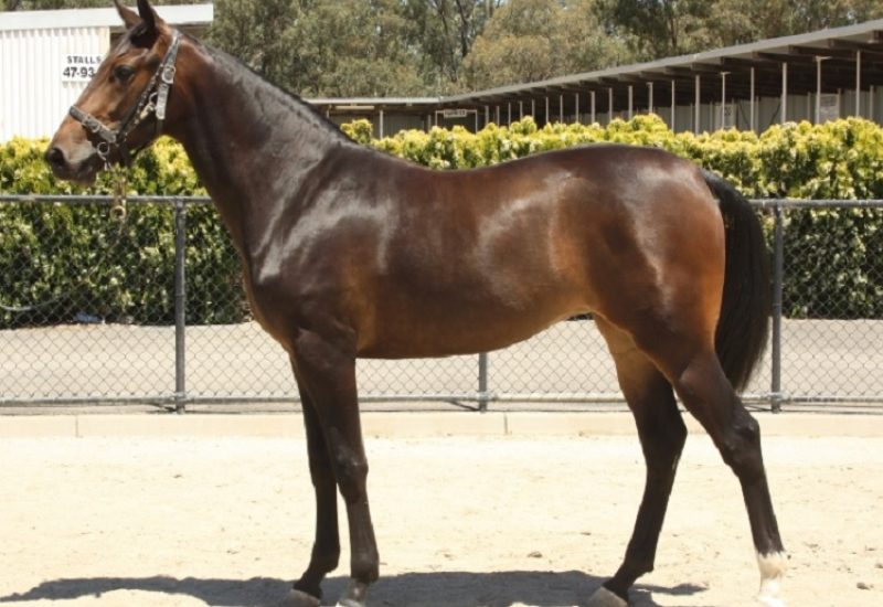 2021 APG Melbourne Yearling Sale