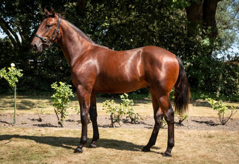 Vincent colt sells for record price!