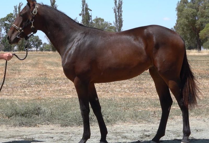 2022 Melbourne APG Sale