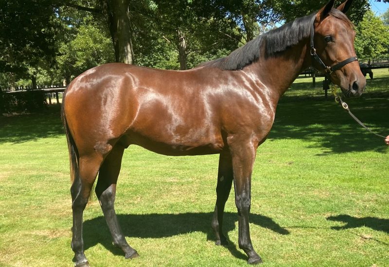 Son of Vincent remains undefeated