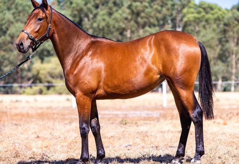 2022 APG Perth Yearling Sale