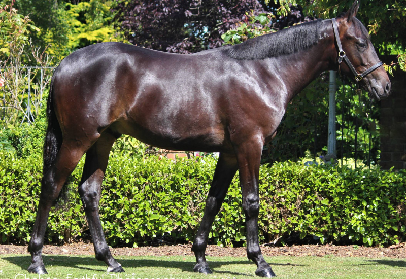 2022 NZB Christchurch Yearling Sale