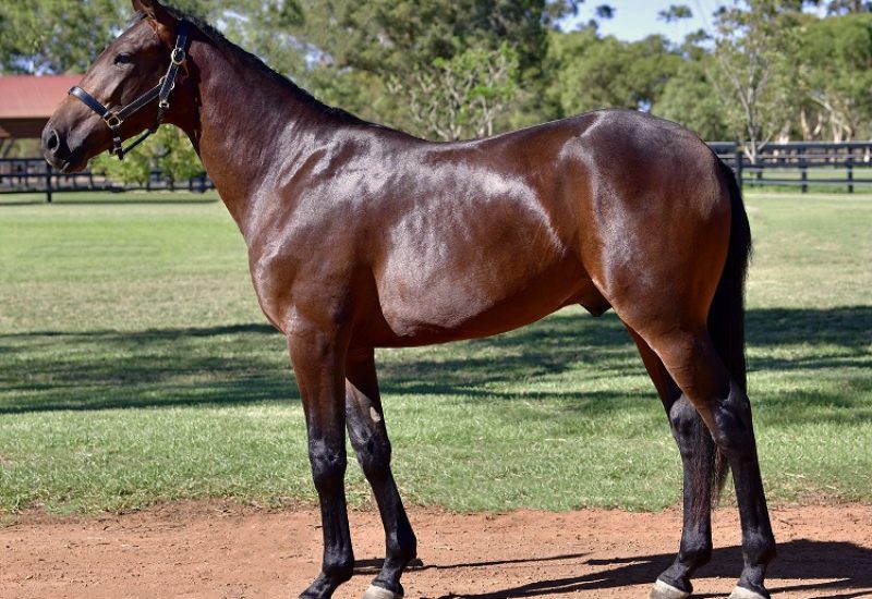 2021 APG Perth Yearling Sale