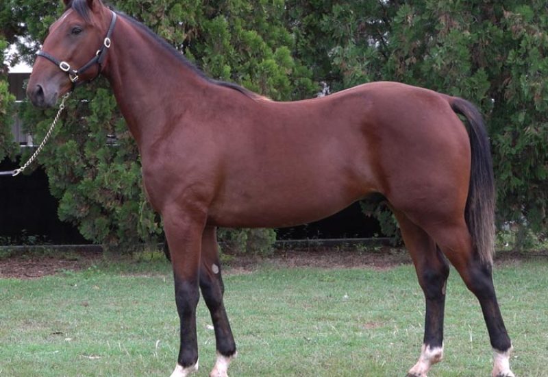 2021 APG Sydney Yearling Sale