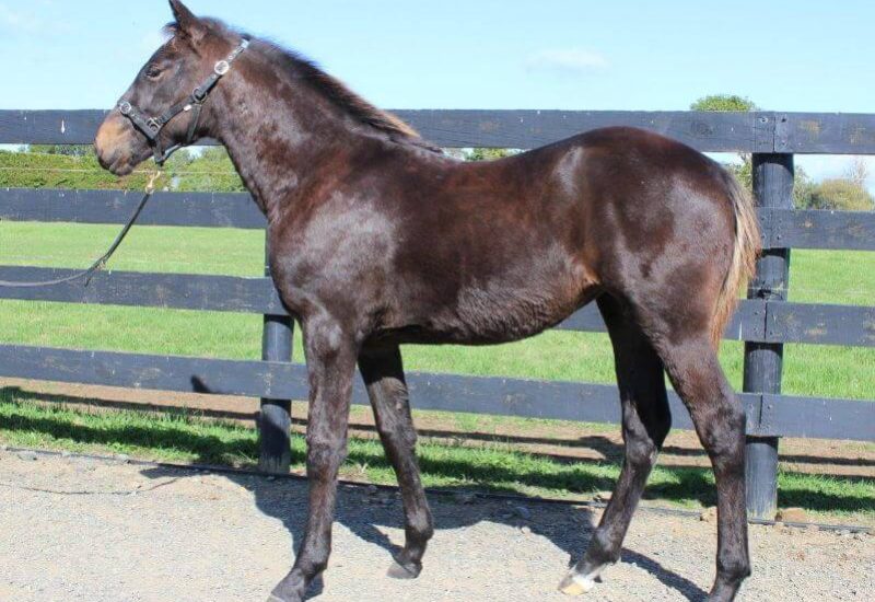 Twist Little Girl becomes Vincent’s fastest