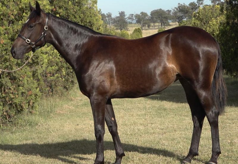 2022 APG Sydney Yearling Sale