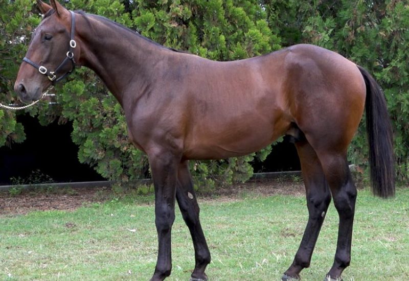 Sons of Art Major sweep Golden Nursery heats