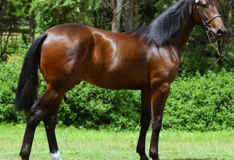 2022 Nutrien Equine Sydney Yearling Sale