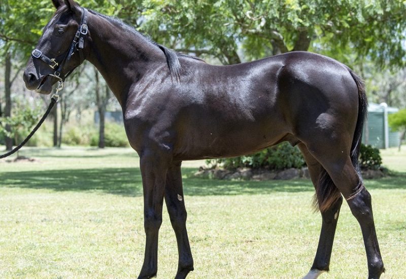 2022 Gold Coast APG Yearling Sale