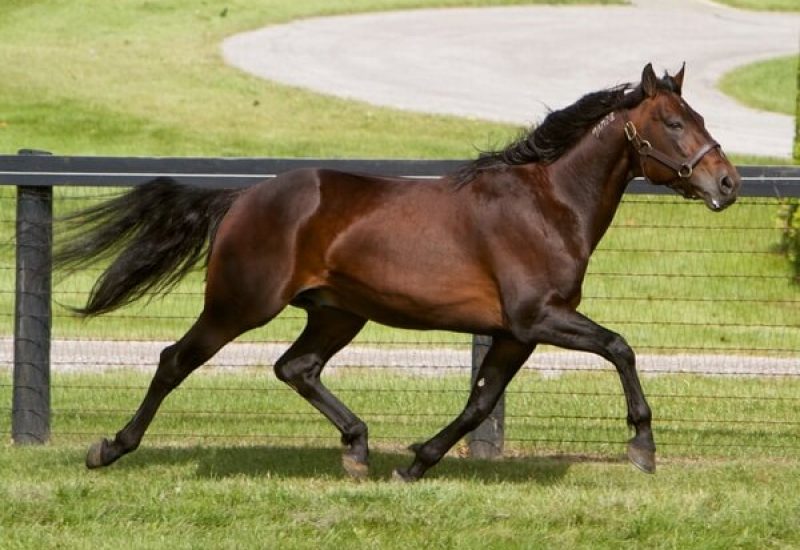 Majestic Player the fastest Australasian bred trotter of all time!