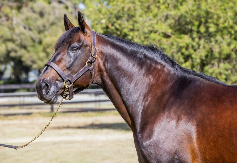 Oscar Bonavena Stuns Rivals With Electrifying Cranbourne Trotters Cup Win