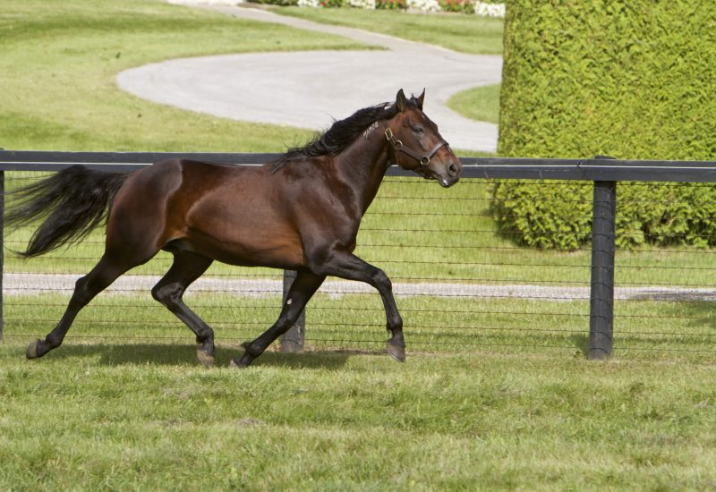 Majestic Son sires quinella in the Vicbred Platinum Home Grown Classic