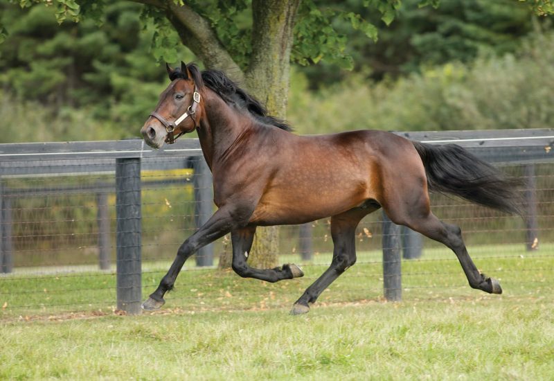 Harry Stamper wins Geelong Cup
