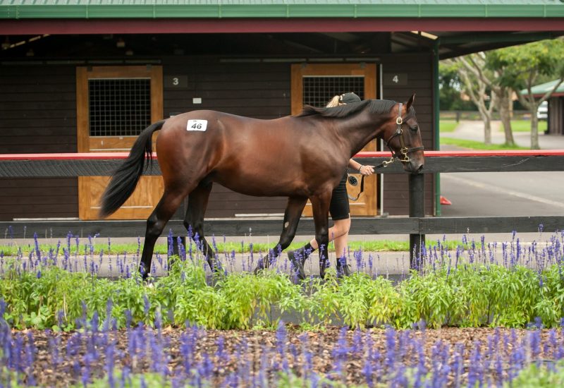 Impressive results at NZB Auckland sale