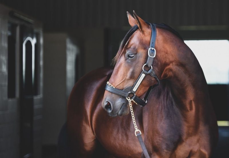 THE CROWNING ACHIEVEMENT – THREE YEAR OLD COLT OF THE YEAR