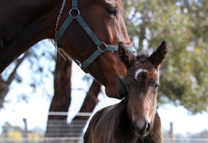 Plymouth Chubb dominates Redwood