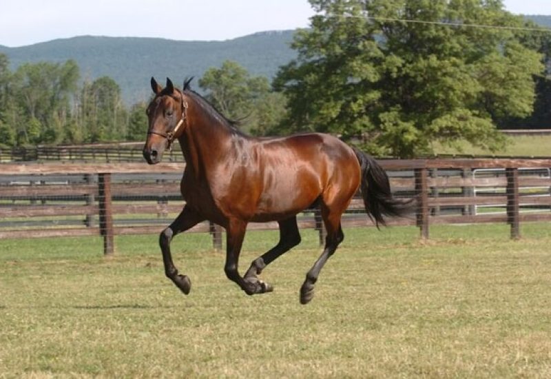 Ride High breathtaking again