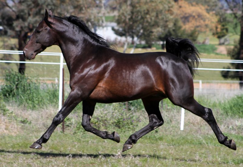 19th Group 1 winner for Rock N Roll Heaven