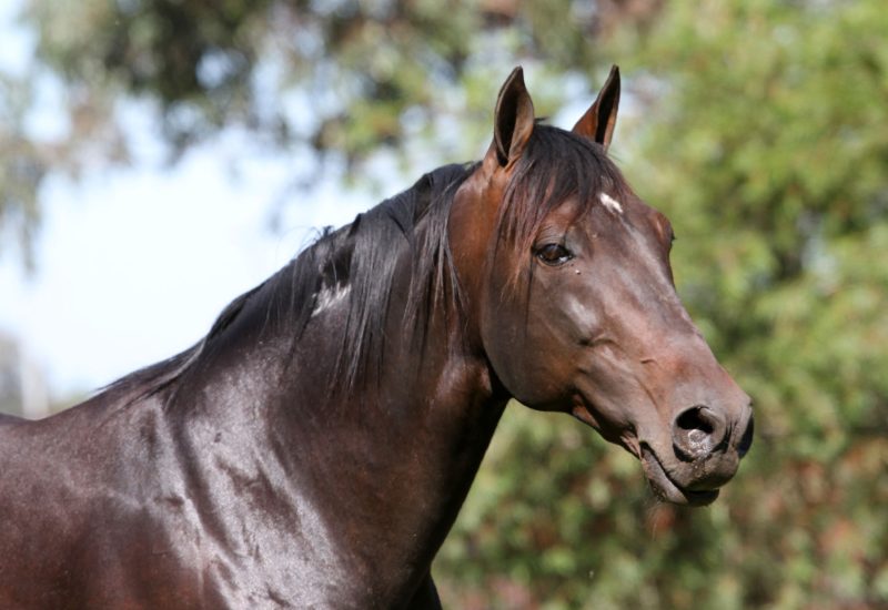 Rock N Roll Doo wins Kilmore Cup