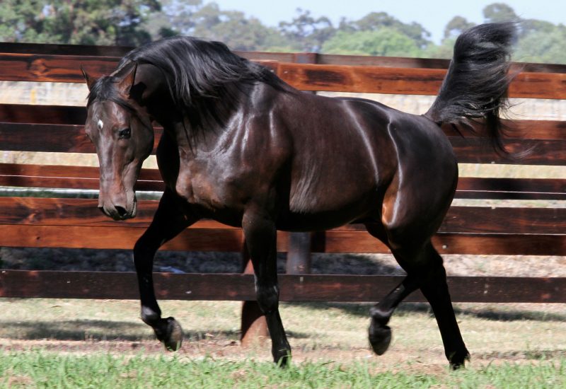 Rock N Roll Doo wins Maryborough Cup