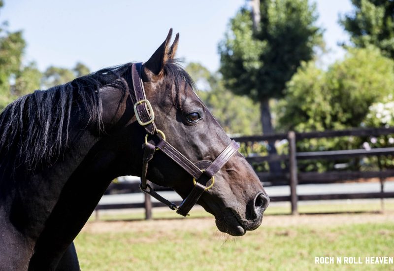 ALABAR’S  WEEKEND  OF  WINNERS