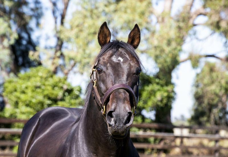 Rock N Roll Heaven – A gifted horse