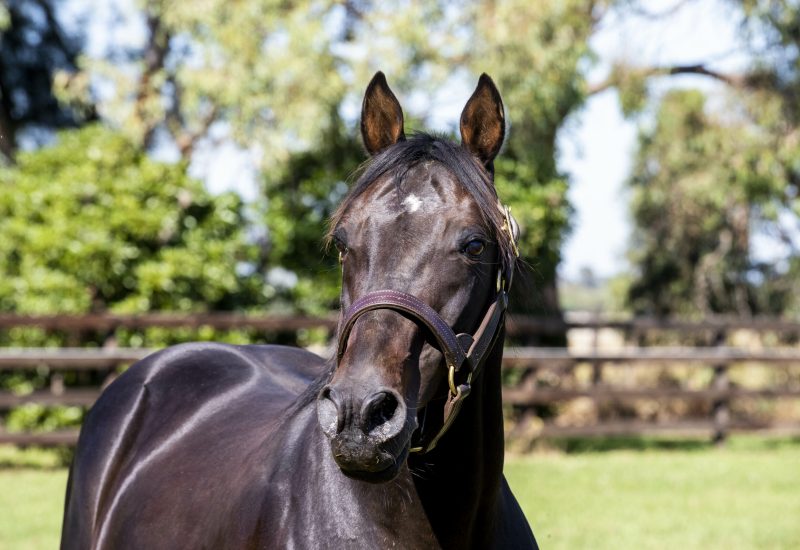 Rock N Roll Heaven provides big winners in Queensland