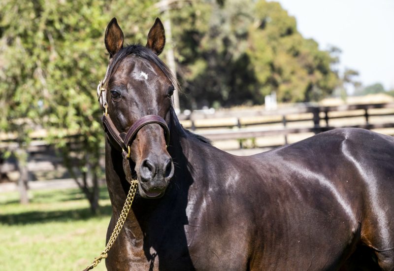 Rock N Roll Doo exceptional in Len Smith Mile