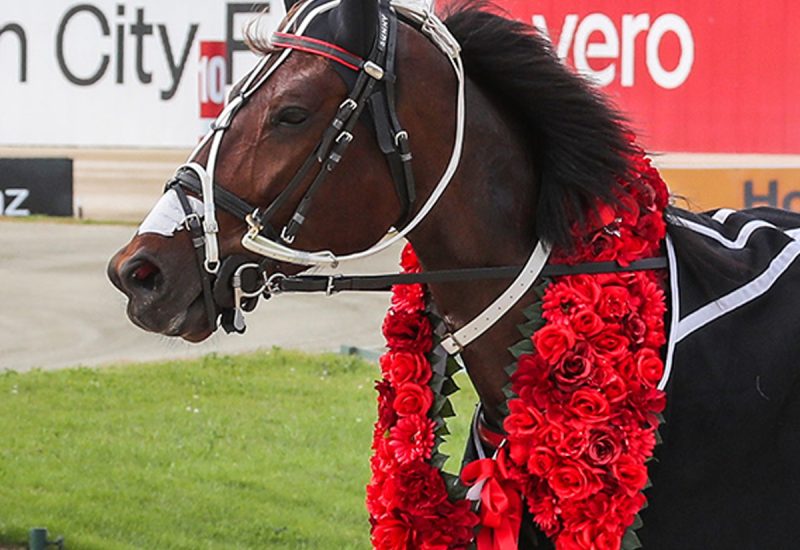 Sundees Son bounces back