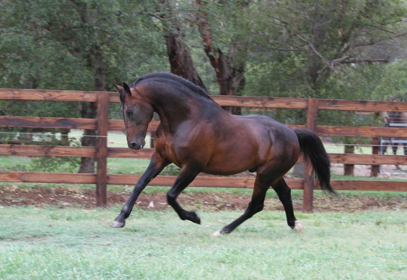 Sportswriter colt tops Tasmanian yearling sale