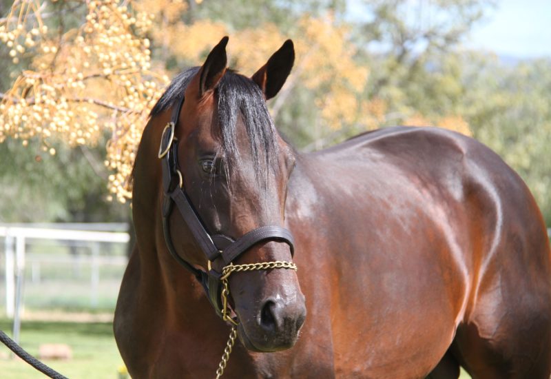 New Group 1 winner for Sportswriter