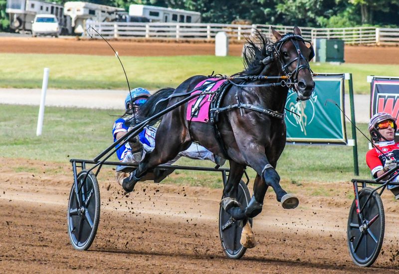 REIGNING US TROTTER OF THE YEAR TO SHUTTLE