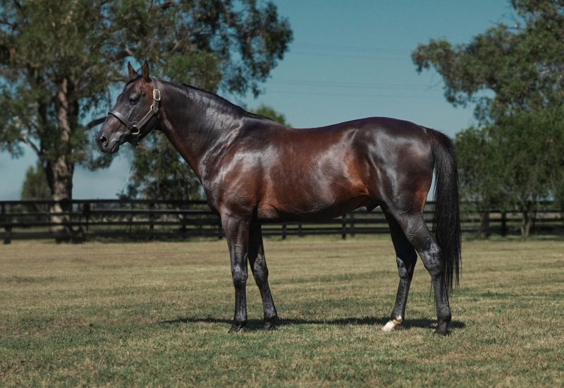 Storms Collide Impresses as Fastest Victoria Derby Heat Winner