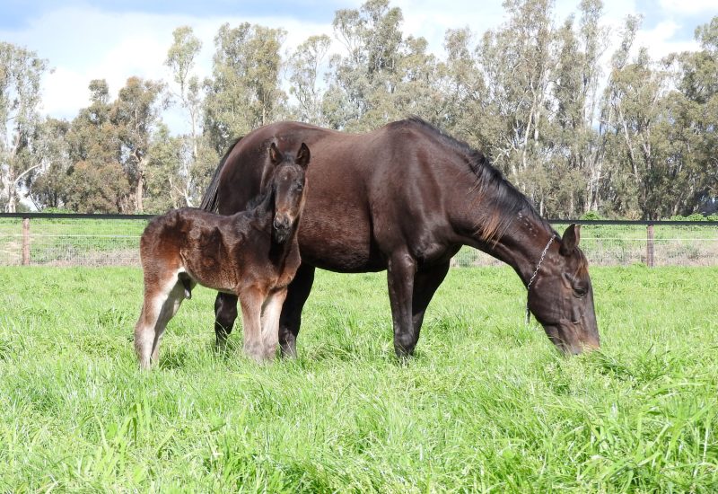 The first foal by Ultimate Sniper has arrived!
