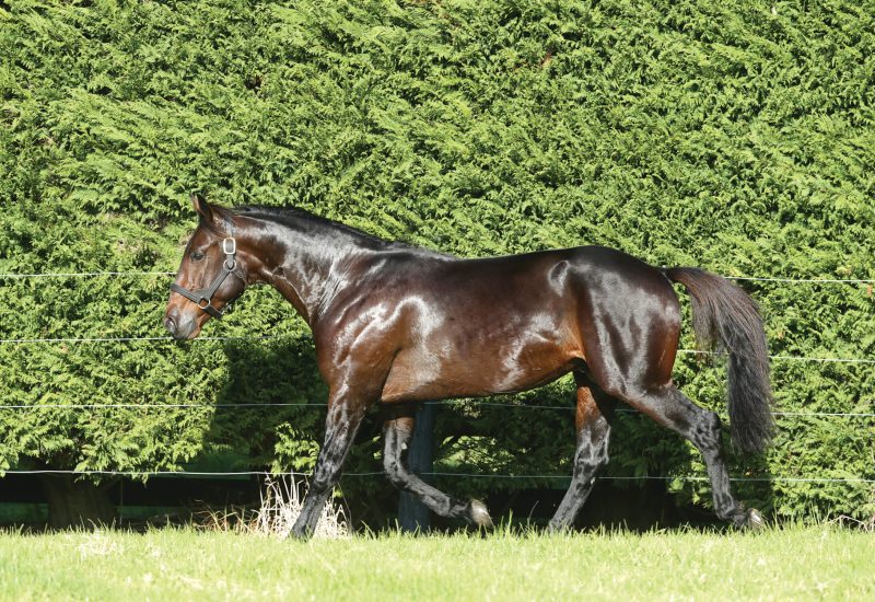 Smooth win for son of Ultimate Machete