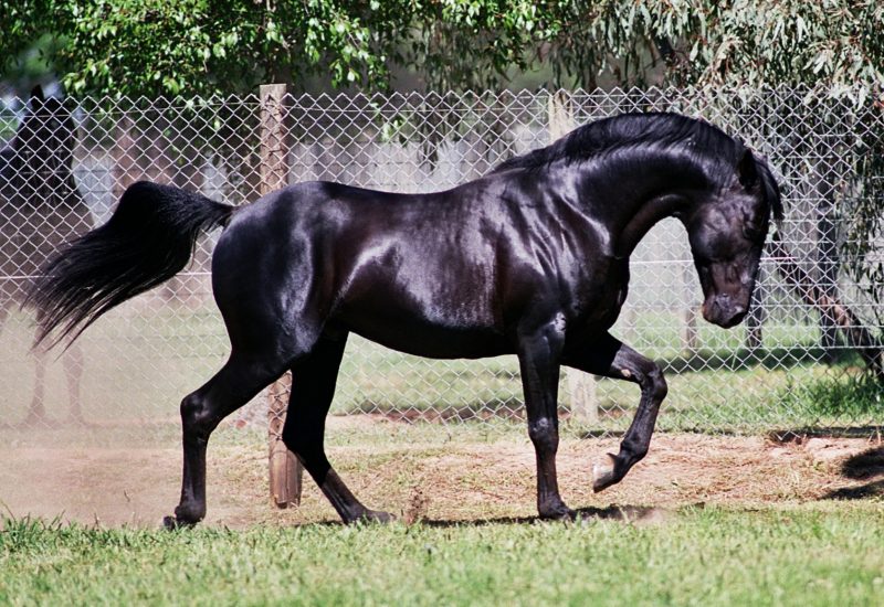 VILLAGE JASPER PASSES