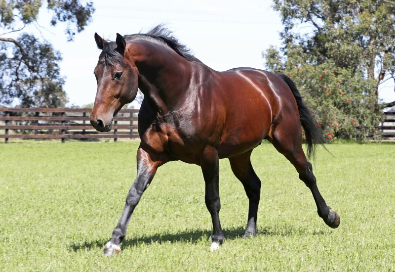 Impressive workout results for the progeny of Vincent!