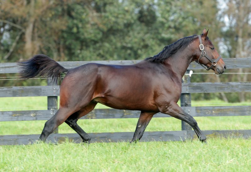 Another stakes winner for Vincent