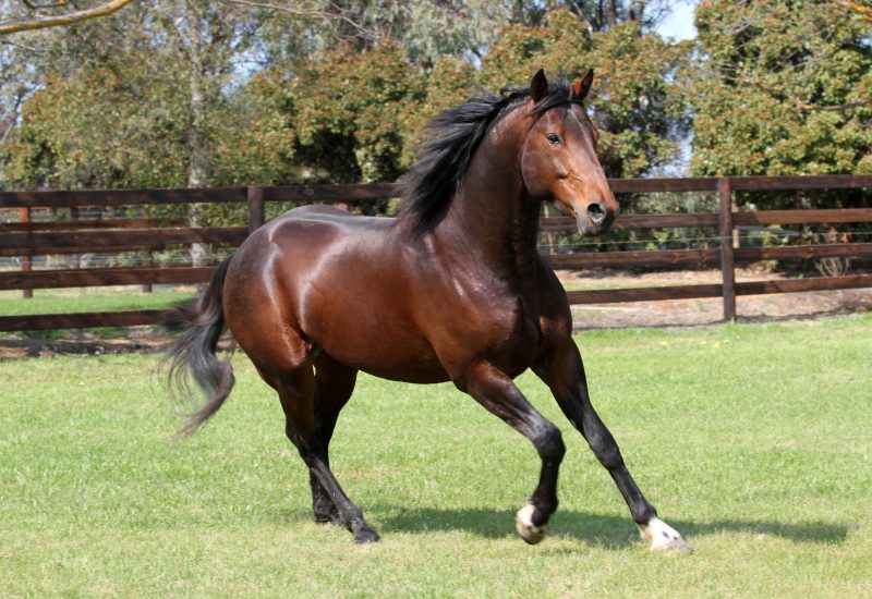 Daughter of Vincent wins again