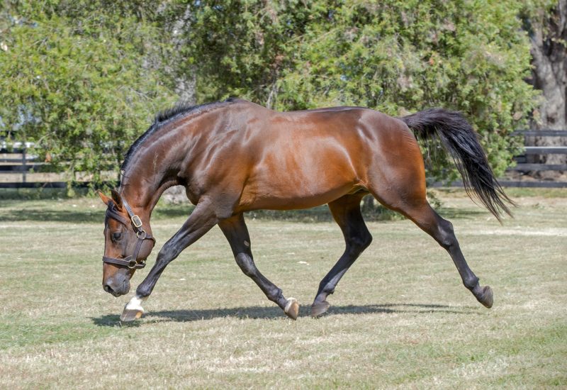 Vincent Sires Winning Double at Albion Park